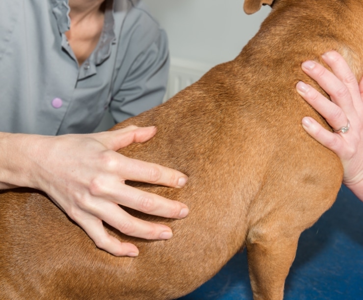 Osteopathy for pets in Barrie, Ontario
